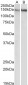 ITGB1 / CD29 Antibody (Internal region)